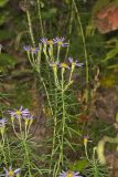Flaxleaf Whitetop Aster, Ionactis linariifolius