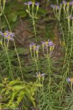 Flaxleaf Whitetop Aster, Ionactis linariifolius