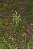 Flaxleaf Whitetop Aster, Ionactis linariifolius