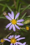 Flaxleaf Whitetop Aster, Ionactis linariifolius
