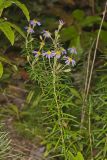 Flaxleaf Whitetop Aster, Ionactis linariifolius