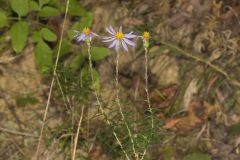 Flaxleaf Whitetop Aster, Ionactis linariifolius
