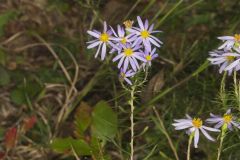 Flaxleaf Whitetop Aster, Ionactis linariifolius
