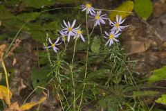 Flaxleaf Whitetop Aster, Ionactis linariifolius