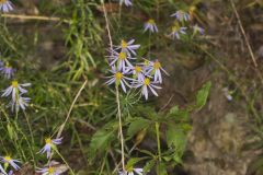 Flaxleaf Whitetop Aster, Ionactis linariifolius