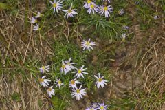 Flaxleaf Whitetop Aster, Ionactis linariifolius