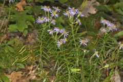 Flaxleaf Whitetop Aster, Ionactis linariifolius