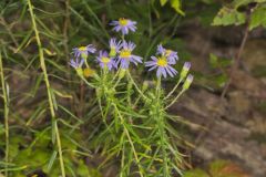 Flaxleaf Whitetop Aster, Ionactis linariifolius