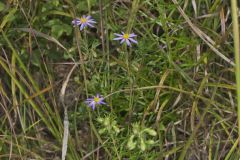 Flaxleaf Whitetop Aster, Ionactis linariifolius