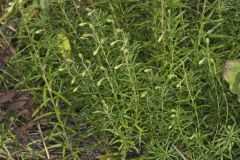 Flaxleaf Whitetop Aster, Ionactis linariifolius