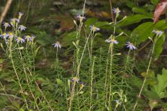 Flaxleaf Whitetop Aster, Ionactis linariifolius