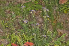 Flaxleaf Whitetop Aster, Ionactis linariifolius