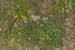 Flaxleaf Whitetop Aster, Ionactis linariifolius