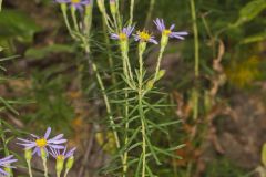 Flaxleaf Whitetop Aster, Ionactis linariifolius