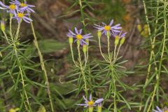 Flaxleaf Whitetop Aster, Ionactis linariifolius