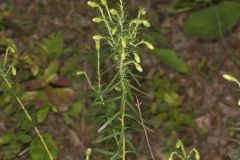 Flaxleaf Whitetop Aster, Ionactis linariifolius