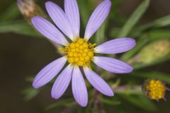 Flaxleaf Whitetop Aster, Ionactis linariifolius