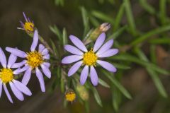 Flaxleaf Whitetop Aster, Ionactis linariifolius