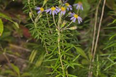 Flaxleaf Whitetop Aster, Ionactis linariifolius