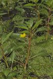 Floating Primrose-willow, Ludwigia peploides