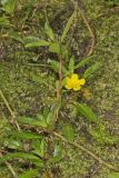 Floating Primrose-willow, Ludwigia peploides