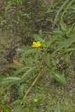Floating Primrose-willow, Ludwigia peploides