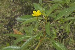 Floating Primrose-willow