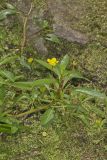 Floating Primrose-willow, Ludwigia peploides
