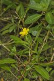 Floating Primrose-willow, Ludwigia peploides