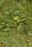 Floating Primrose-willow, Ludwigia peploides