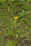 Floating Primrose-willow, Ludwigia peploides