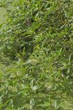 Floating Primrose-willow, Ludwigia peploides