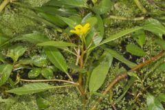 Floating Primrose-willow, Ludwigia peploides