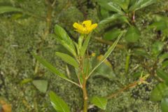 Floating Primrose-willow, Ludwigia peploides