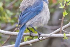 Florida Scrub Jay, Aphelocoma coerulescens