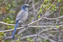 Florida Scrub Jay, Aphelocoma coerulescens