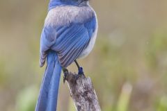 Florida Scrub Jay, Aphelocoma coerulescens