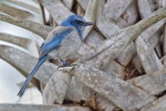 Florida Scrub Jay, Aphelocoma coerulescens