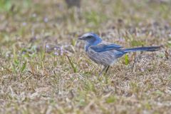 Florida Scrub Jay, Aphelocoma coerulescens