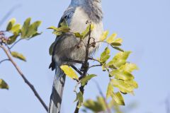 Florida Scrub Jay, Aphelocoma coerulescens