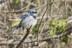 Florida Scrub Jay, Aphelocoma coerulescens