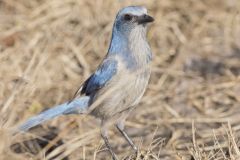 Florida Scrub Jay, Aphelocoma coerulescens