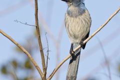 Florida Scrub Jay, Aphelocoma coerulescens