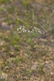 Flowering Spurge, Euphorbia corollata