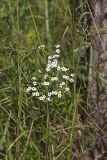 Flowering Spurge, Euphorbia corollata