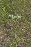 Flowering Spurge, Euphorbia corollata