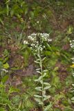 Flowering Spurge, Euphorbia corollata