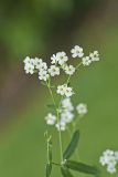 Flowering Spurge, Euphorbia corollata