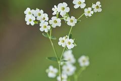 Euphorbiaceae, Spurge Family