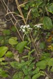 Flowering Spurge
